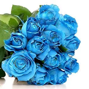 https://cdn11.bigcommerce.com/s-s00dfko9/images/stencil/{:size}/products/451/988/blue__96566.1492748437.jpg?c=2