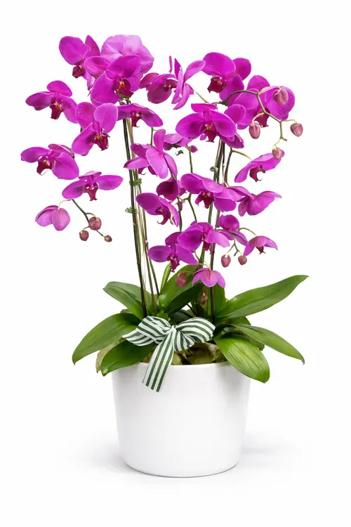 https://cdn11.bigcommerce.com/s-s00dfko9/images/stencil/{:size}/products/273/2644/Triple_phalaenopsis_orchid_Manila_delivery__83580.1775540817.png?c=2