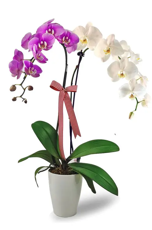 https://cdn11.bigcommerce.com/s-s00dfko9/images/stencil/{:size}/products/96/2507/White_and_Violet_Phalaenopsis_Orchid_Arrangement__12569.1729726698.jpg?c=2