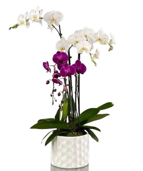 https://cdn11.bigcommerce.com/s-s00dfko9/images/stencil/{:size}/products/466/2504/white_and_violet_orchids_arrangement__41416.1716829059.png?c=2