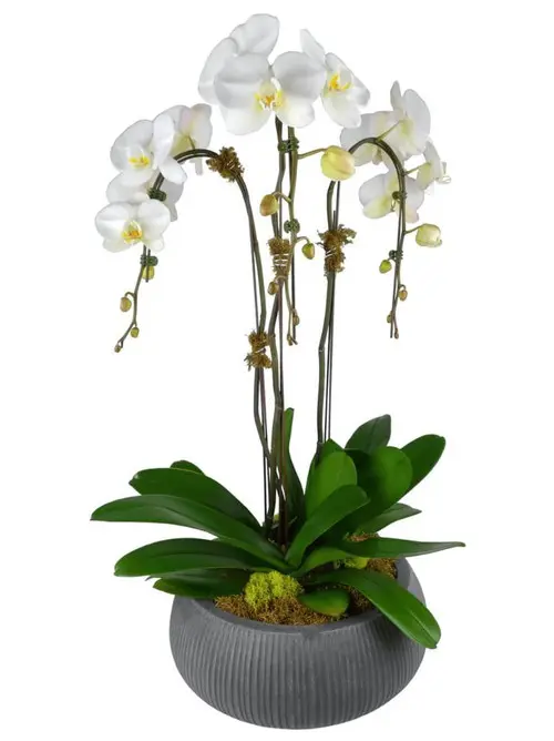 https://cdn11.bigcommerce.com/s-s00dfko9/images/stencil/{:size}/products/172/2025/send_triple_orchid_manila__30016.1619043312.jpg?c=2