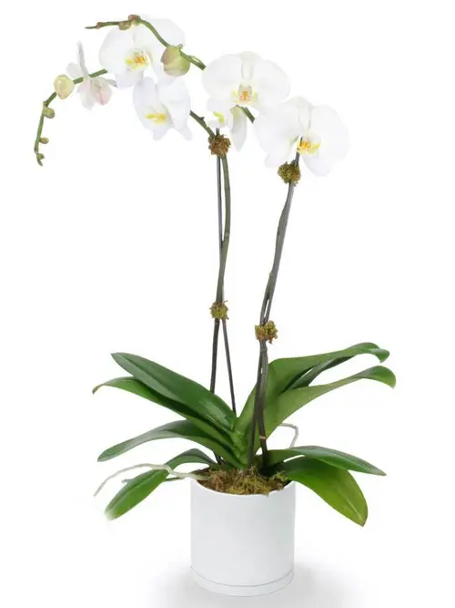 https://cdn11.bigcommerce.com/s-s00dfko9/images/stencil/{:size}/products/421/2028/Phalaenopsis_double_orchid_Manila__85542.1619043289.jpg?c=2
