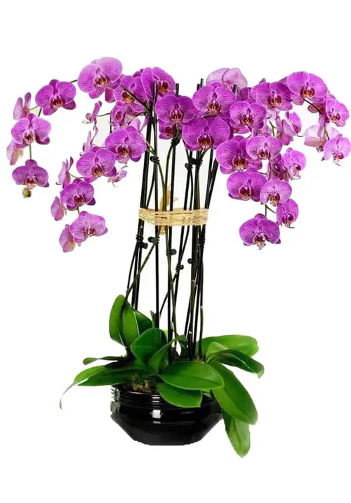 https://cdn11.bigcommerce.com/s-s00dfko9/images/stencil/{:size}/products/136/1701/violet_orchids_Manila__48506.1559773216.jpg?c=2