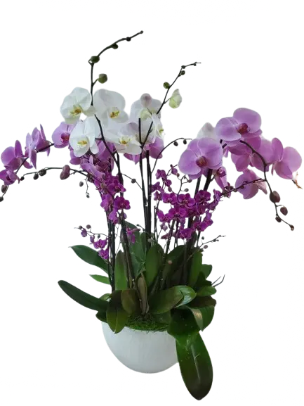 https://cdn11.bigcommerce.com/s-s00dfko9/images/stencil/{:size}/products/385/2505/Premium_Assorted_Potted_Orchids_Arrangement__92397.1765131457.png?c=2