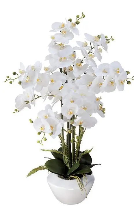 https://cdn11.bigcommerce.com/s-s00dfko9/images/stencil/{:size}/products/398/2648/Violet_Orchid_Diva__22784.1775552044.png?c=2
