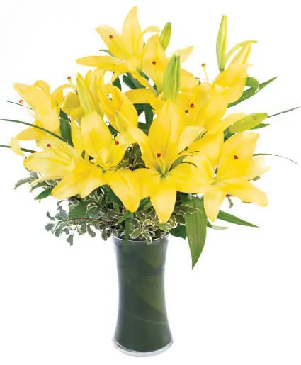 https://cdn11.bigcommerce.com/s-s00dfko9/images/stencil/{:size}/products/116/2145/yellow_lilies_manila_2__83699.1627976088.jpg?c=2