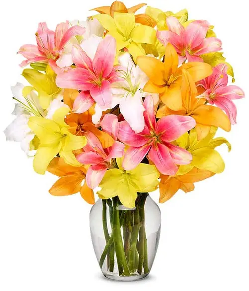 https://cdn11.bigcommerce.com/s-s00dfko9/images/stencil/{:size}/products/140/2149/lilies_manila__59682.1627978336.jpg?c=2