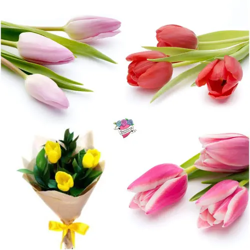 https://cdn11.bigcommerce.com/s-s00dfko9/images/stencil/{:size}/products/341/2115/send_3_tulips_bouquet_manila__28843.1625479270.jpg?c=2