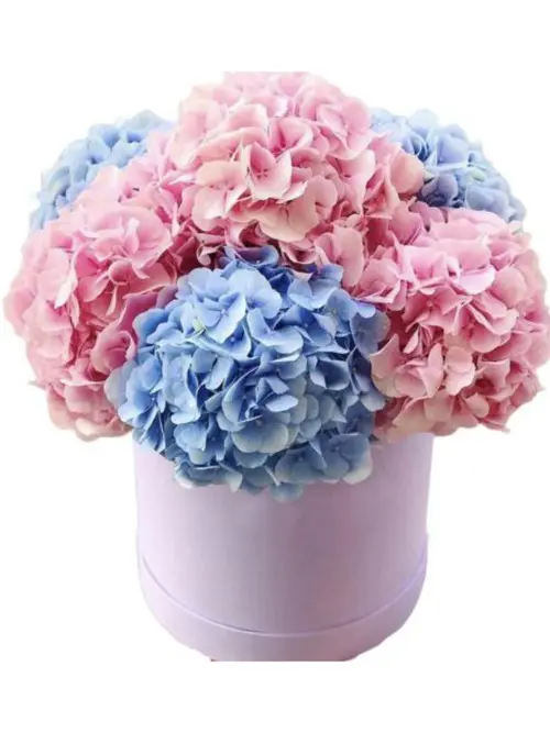 https://cdn11.bigcommerce.com/s-s00dfko9/images/stencil/{:size}/products/622/2480/Boxed_Hydrangeas__94359.1706781934.jpg?c=2