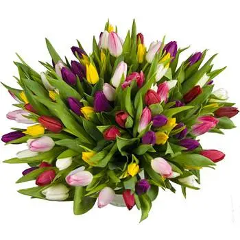 https://cdn11.bigcommerce.com/s-s00dfko9/images/stencil/{:size}/products/438/943/tulip50__43829.1488907482.jpg?c=2