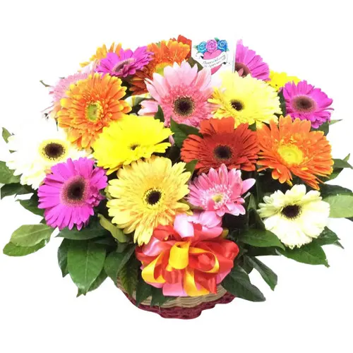 https://cdn11.bigcommerce.com/s-s00dfko9/images/stencil/{:size}/products/511/1661/daisies_basket_manila__28062.1559369521.jpg?c=2