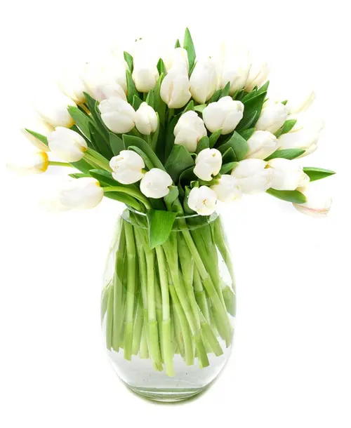 https://cdn11.bigcommerce.com/s-s00dfko9/images/stencil/{:size}/products/467/1842/30_holland_tulips_manila__95141.1590609271.jpg?c=2