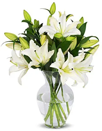 https://cdn11.bigcommerce.com/s-s00dfko9/images/stencil/{:size}/products/310/2137/casablanca__72603.1627906788.jpg?c=2