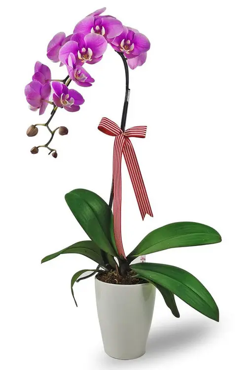 https://cdn11.bigcommerce.com/s-s00dfko9/images/stencil/{:size}/products/271/2509/Violet_Potted_Phalaenopsis_Orchid__34862.1724310684.jpg?c=2