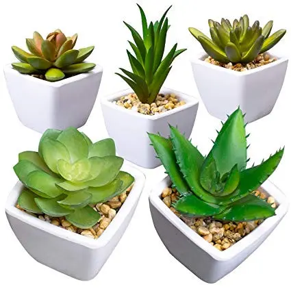 https://cdn11.bigcommerce.com/s-s00dfko9/images/stencil/{:size}/products/347/1395/succulents_5__46407.1554570413.jpg?c=2