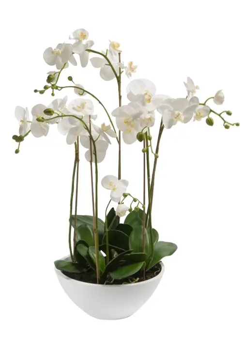 https://cdn11.bigcommerce.com/s-s00dfko9/images/stencil/{:size}/products/207/1635/orchids_garden_manila__56468.1559348322.jpg?c=2