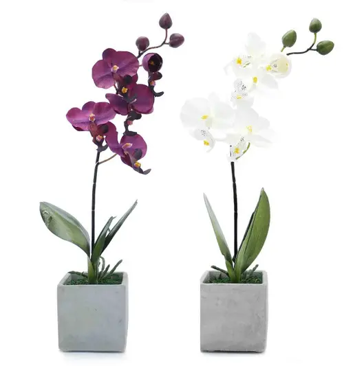 https://cdn11.bigcommerce.com/s-s00dfko9/images/stencil/{:size}/products/495/1080/orchs_pack__38211.1495538925.jpg?c=2