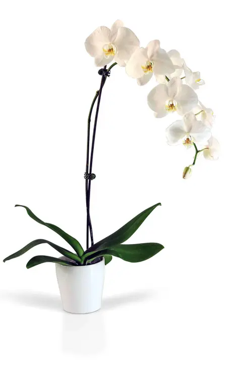 https://cdn11.bigcommerce.com/s-s00dfko9/images/stencil/{:size}/products/270/1857/send_orchid_manila__23852.1591554927.jpg?c=2