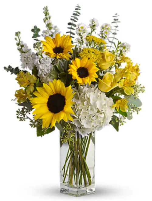 https://cdn11.bigcommerce.com/s-s00dfko9/images/stencil/{:size}/products/230/2392/sunflowers_and_hydra__84951.1709875573.png?c=2