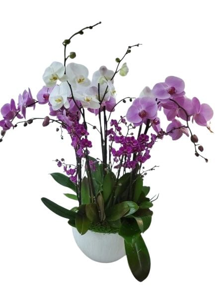 Orchid Goddess (6)