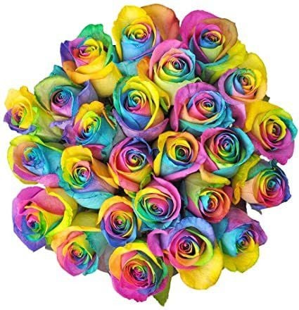 24 Rainbow Ecuadorian Roses