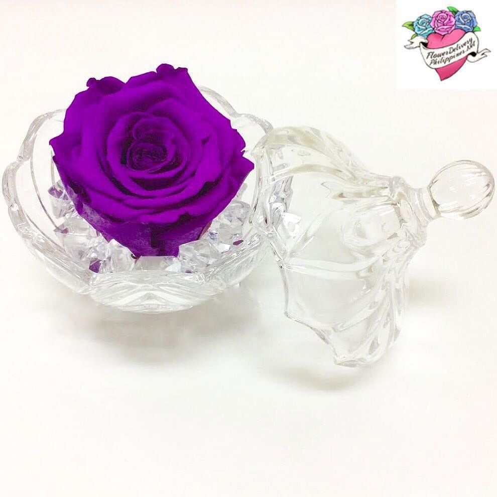Eternal Violet Rose