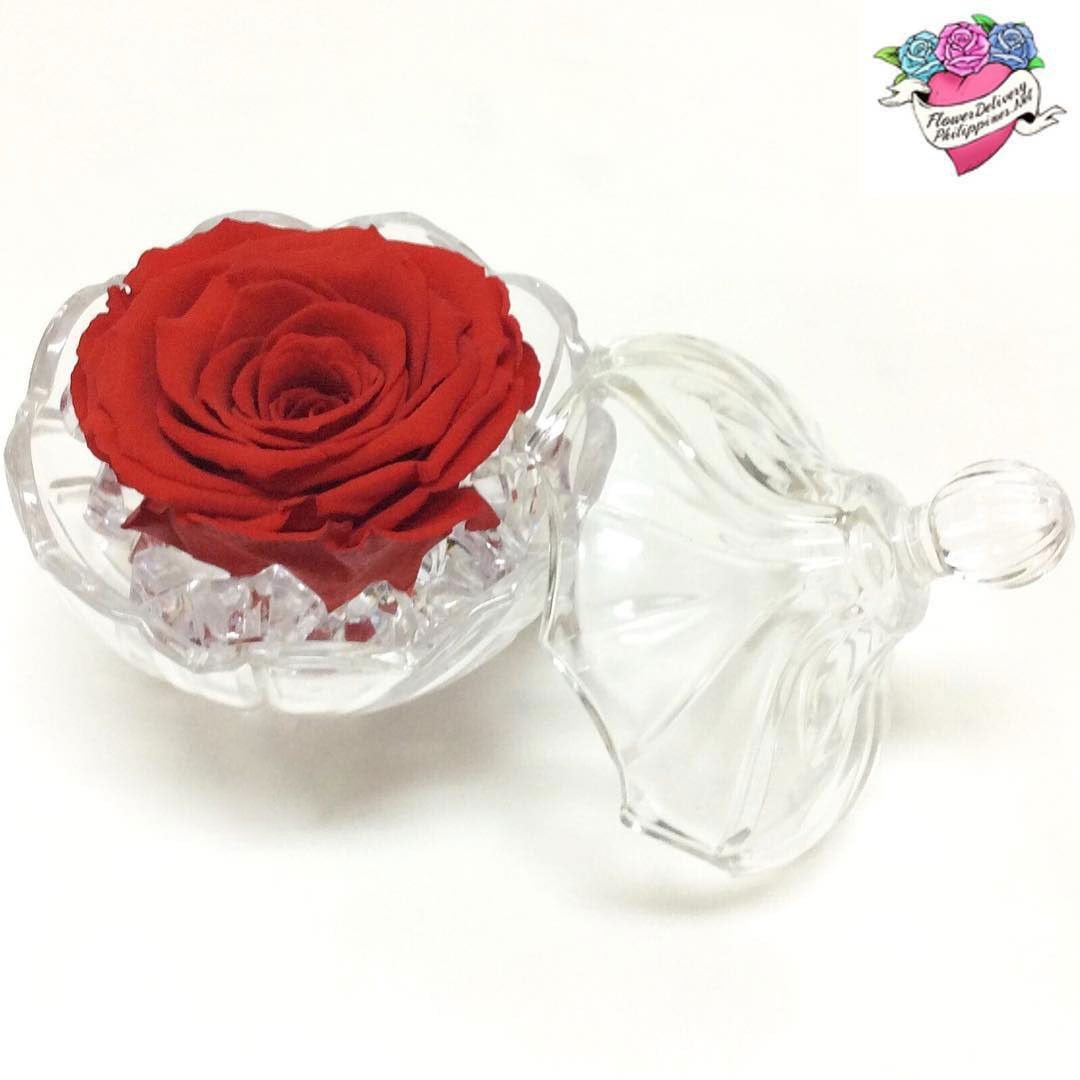 Eternal Red Rose