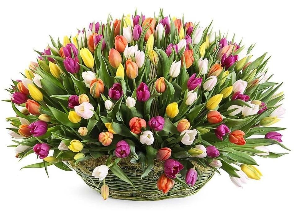 Rainbow of Tulips Basket (30 Tulips)