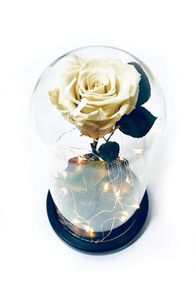 White Preserved Rose Fairy Lights Dome