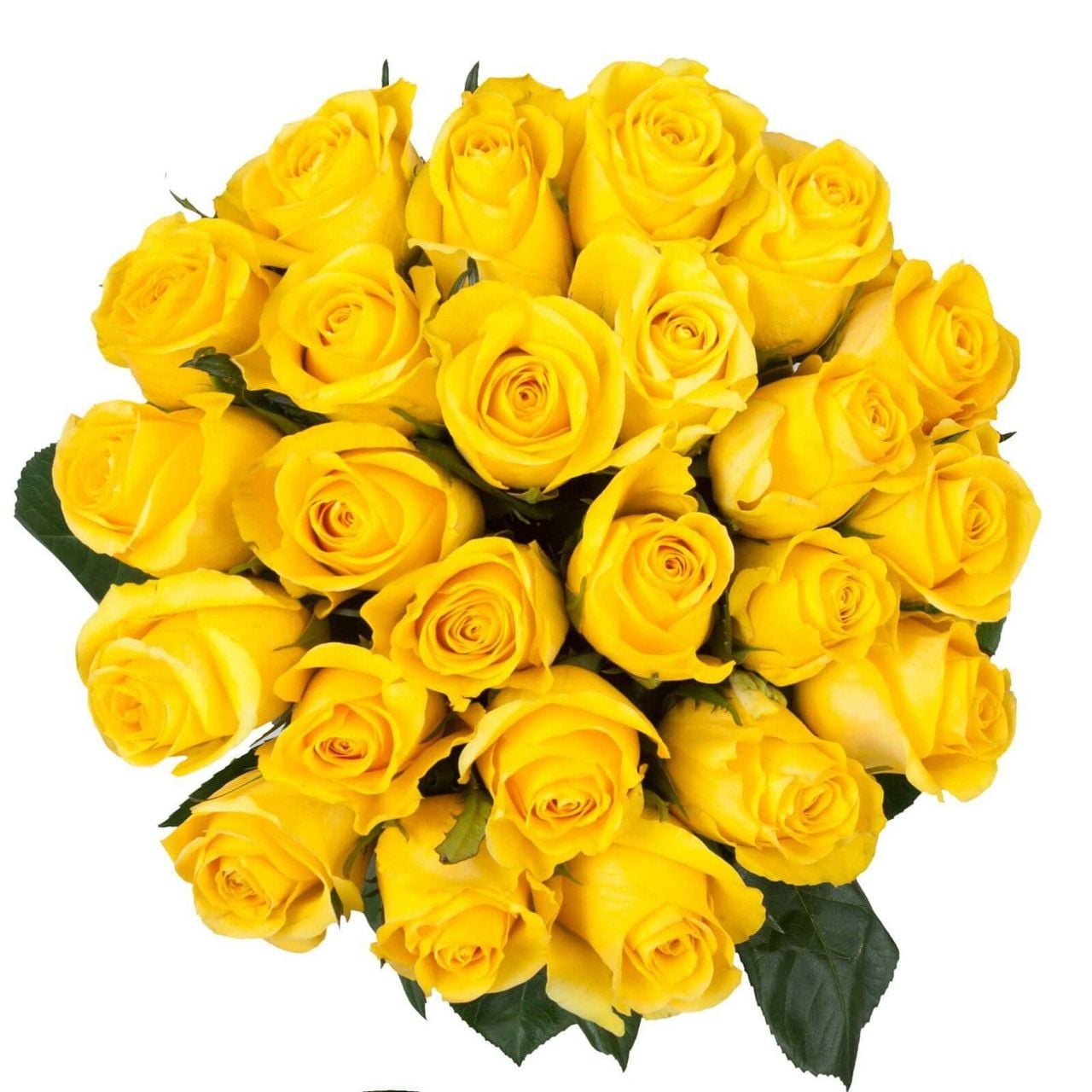 24 Yellow Ecuadorian Roses