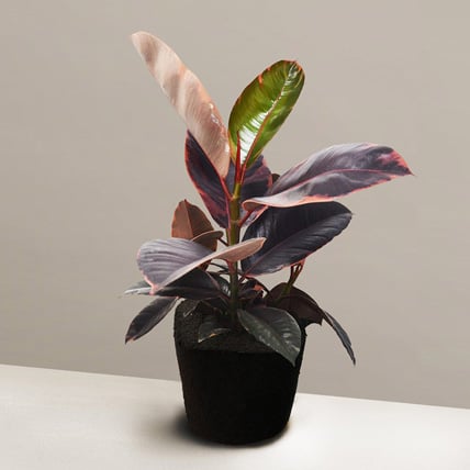 Exotic Ficus Elastica Ruby Plant