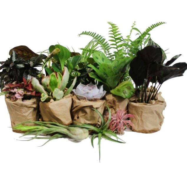 PET-FRIENDLY HOUSEPLANT BUNDLE (5-PACK)