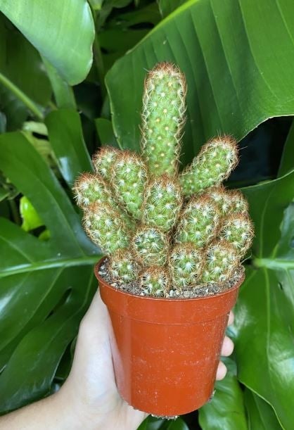 LADY FINGER