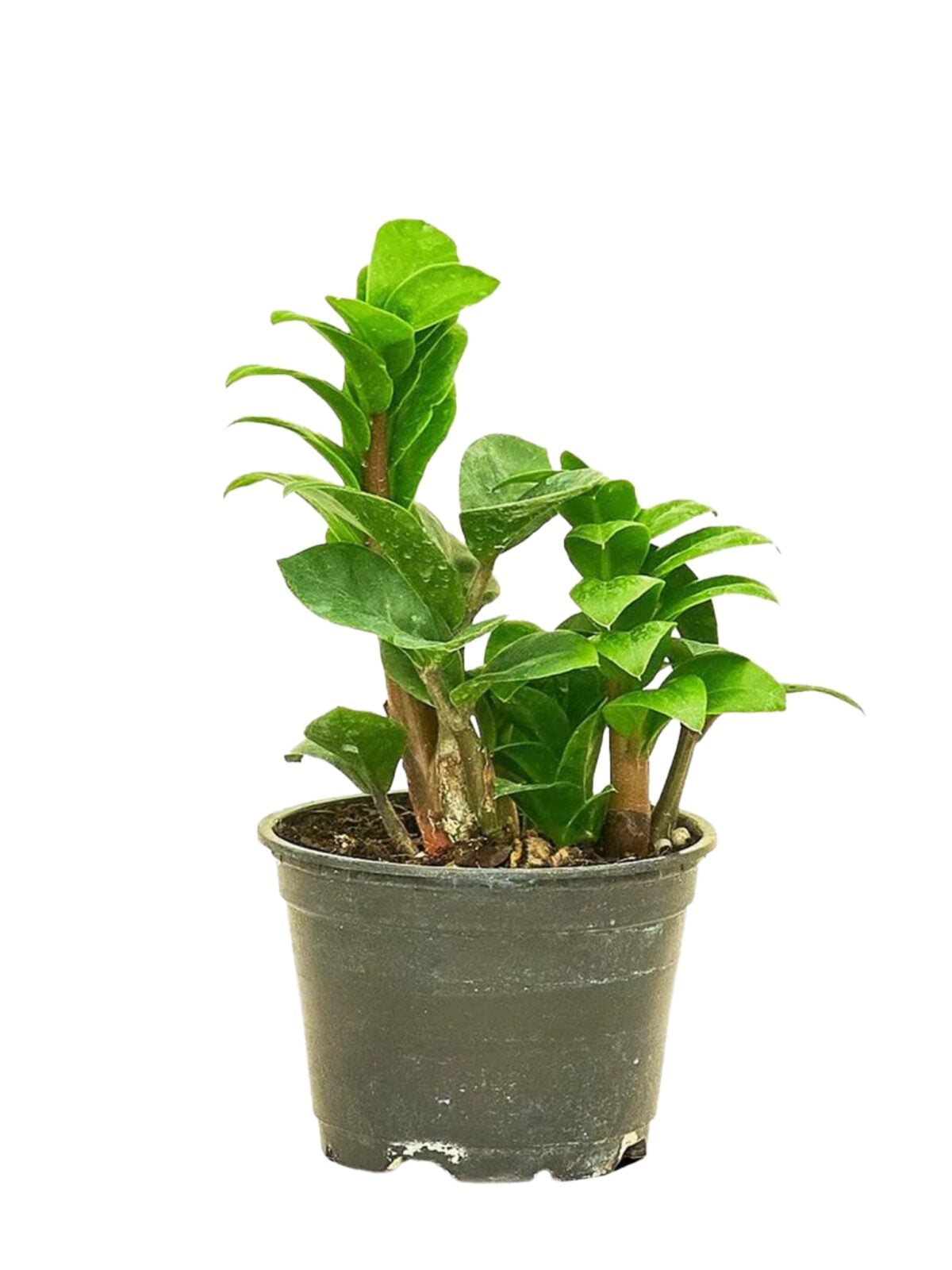 Zamioculcas zamiifolia