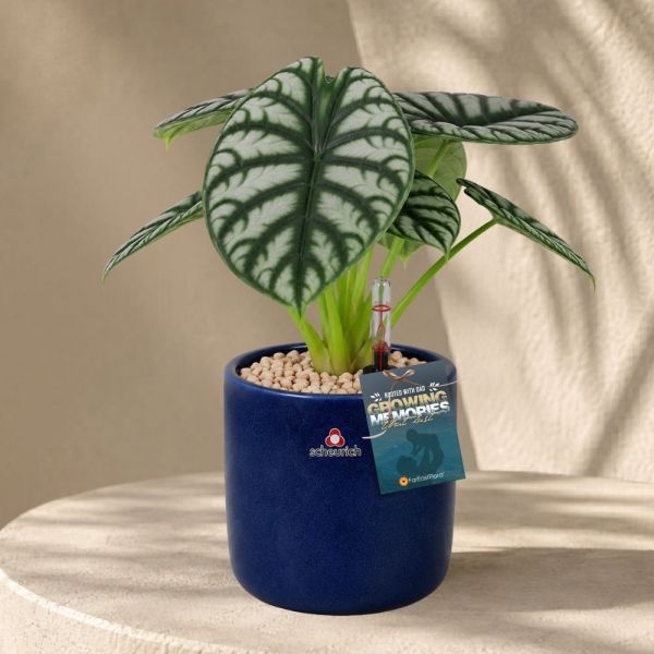 FD - ALOCASIA SILVER DRAGON P12C (FH) IN 68186 900/13 COVER POT MYSTIC BLUE