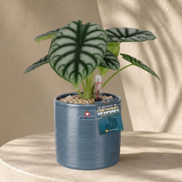 FD - ALOCASIA SILVER DRAGON P12C (FH) IN 65534 828/12 COVER POT BLUE JEANS
