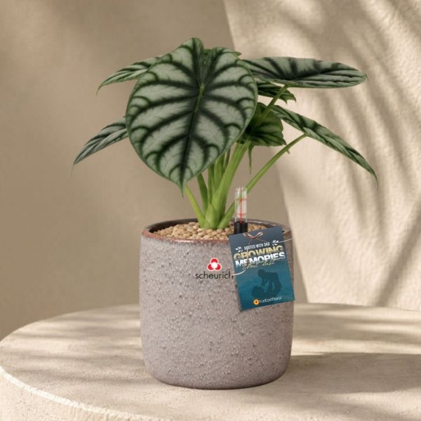 FD - ALOCASIA SILVER DRAGON P12C (FH) IN 65520 900/13 COVER POT SEASHELL