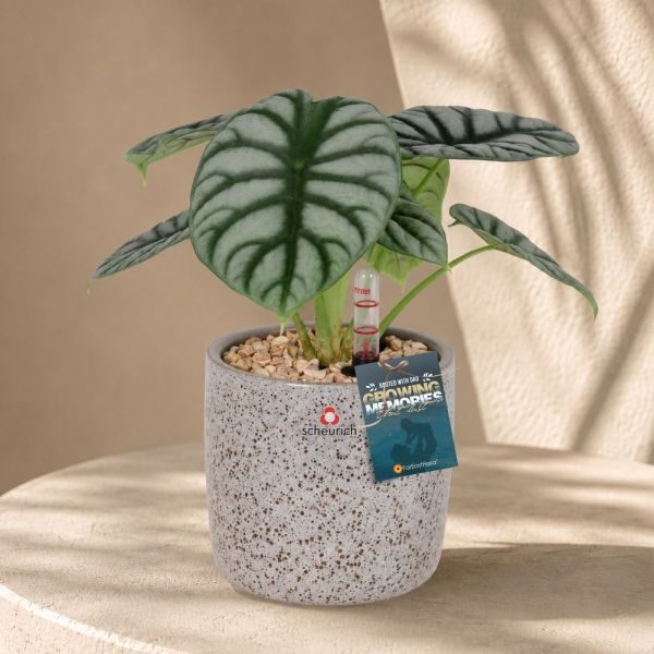 FD - ALOCASIA SILVER DRAGON P12C (FH) IN 64676 900/13 COVER POT ROCCIA