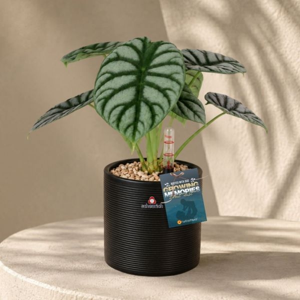FD - ALOCASIA SILVER DRAGON P12C (FH) IN 59048 828/12 COVER POT GLASS GREY