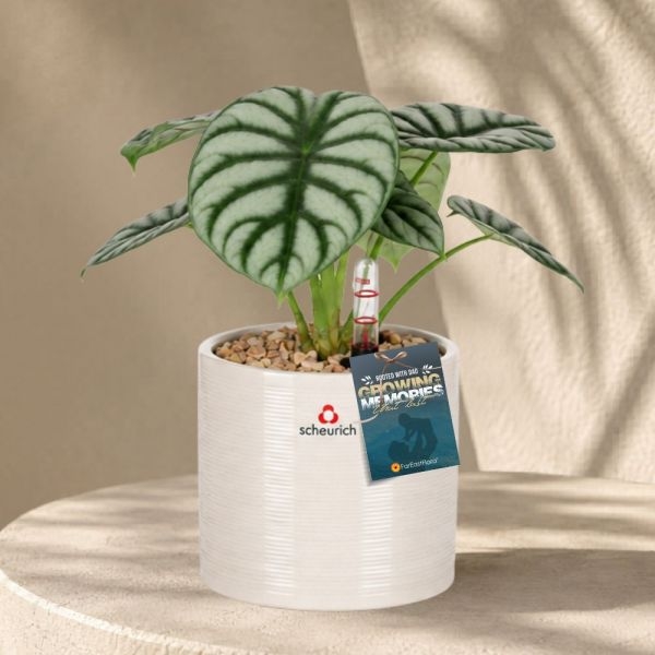FD - ALOCASIA SILVER DRAGON P12C (FH) IN 53749 828/12 COVER POT SESAME
