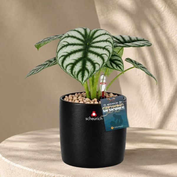 FD - ALOCASIA SILVER DRAGON P12C (FH) IN 64654 900/13 COVER POT EBANO