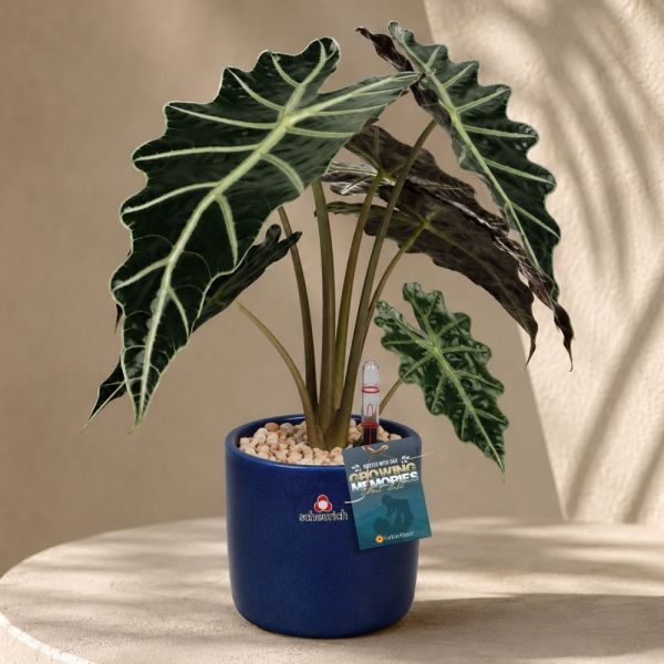 FD - ALOCASIA AMAZONICA P12C (FH) IN 68186 900/13 COVER POT MYSTIC BLUE