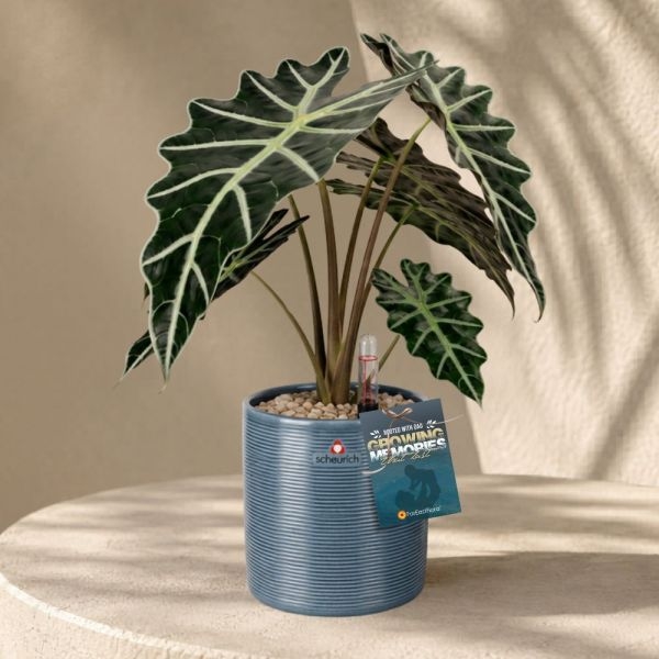 FD - ALOCASIA AMAZONICA P12C (FH) IN 65534 828/12 COVER POT BLUE JEANS