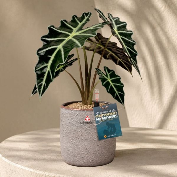 FD - ALOCASIA AMAZONICA P12C (FH) IN 65520 900/13 COVER POT SEASHELL