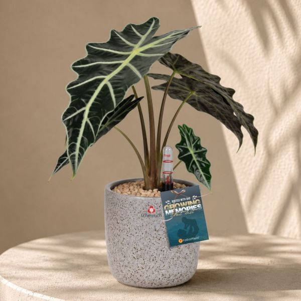 FD - ALOCASIA AMAZONICA P12C (FH) IN 64676 900/13 COVER POT ROCCIA