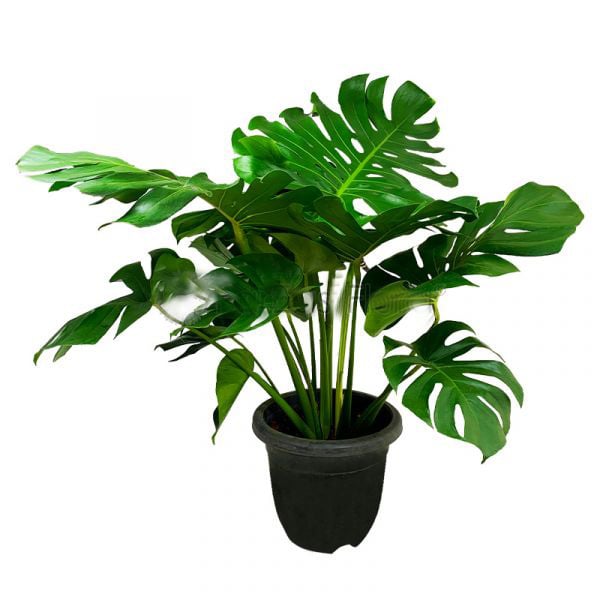MONSTERA DELICIOSA NO.3 (GH)