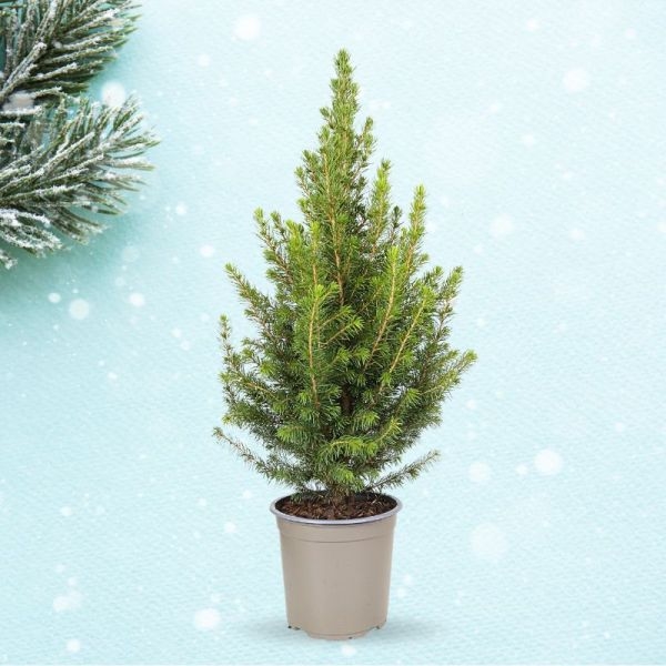 PICEA GLAUCA CONICA - HL