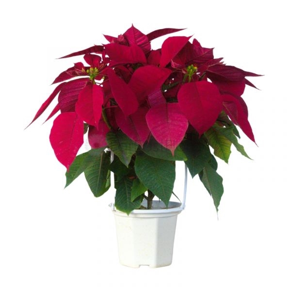 POINSETTIA RED P15C (PR/AI/TYM)