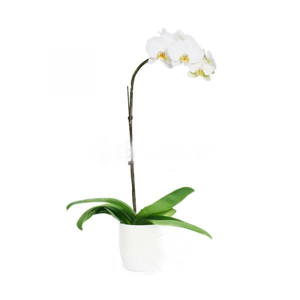 Phalaenopsis Orchid Single (Polybag)