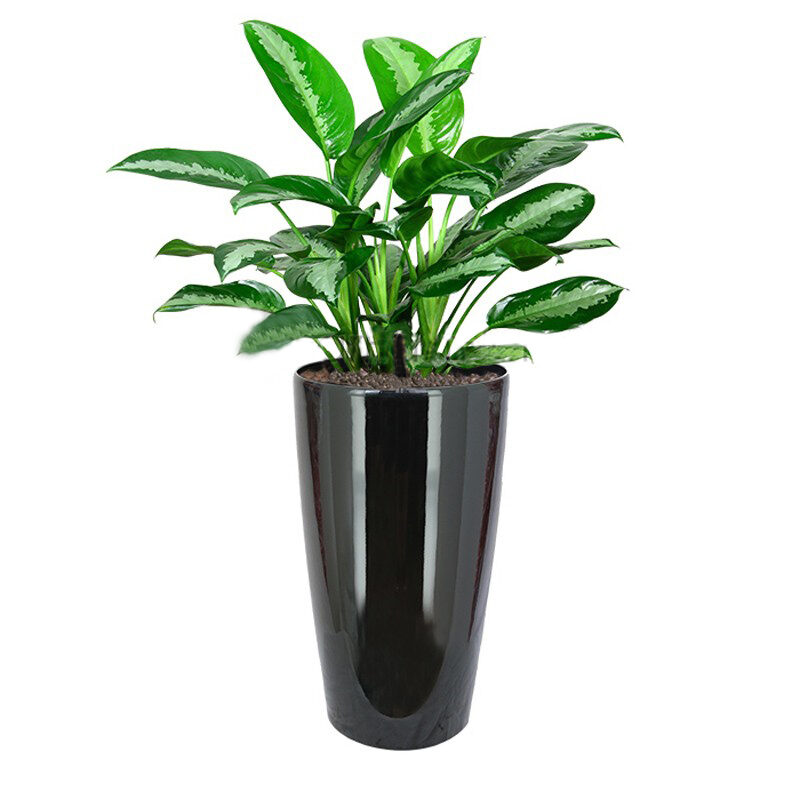 Aglaonema 'Pattaya Beauty' In Hg-3301 Pot (Ø33Cmxh57Cm)